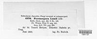 Peronospora lamii image